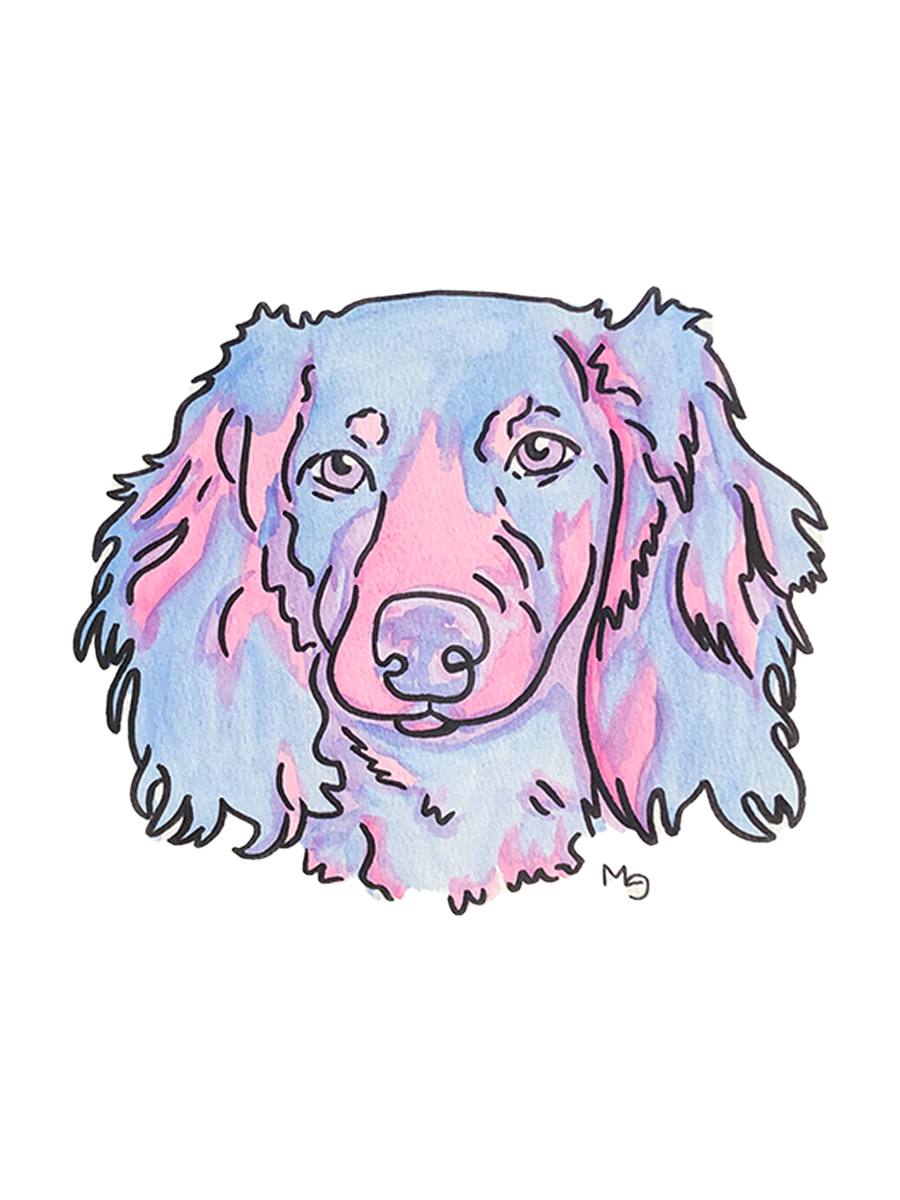 Dachshund (Long Haired) Colorful Pet Portrait